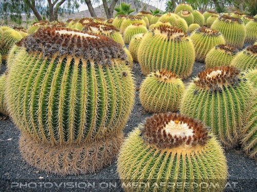 Exotische Pflanzen 05