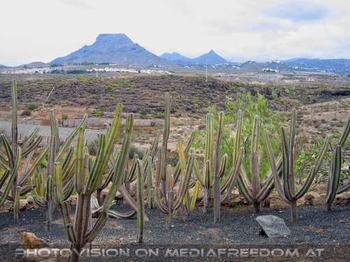Exotische Pflanzen 06