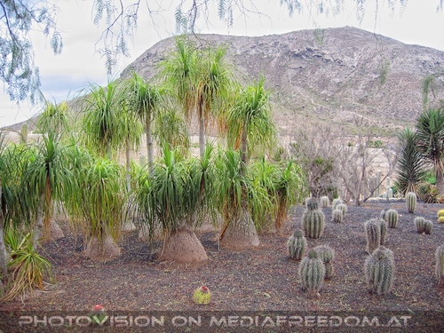 Exotische Pflanzen 07