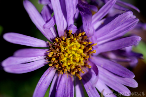 Pflanze unbekannter Art