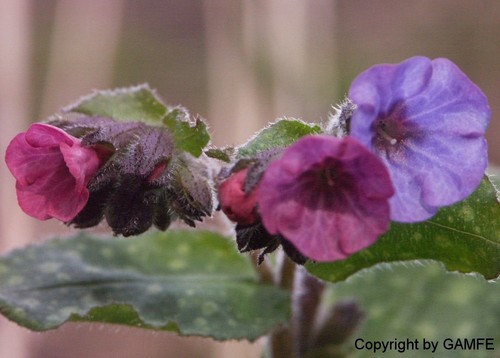 Vielfarben: Lungenkraut