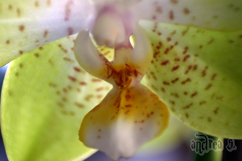 Orchidee "Phalaenopsis"