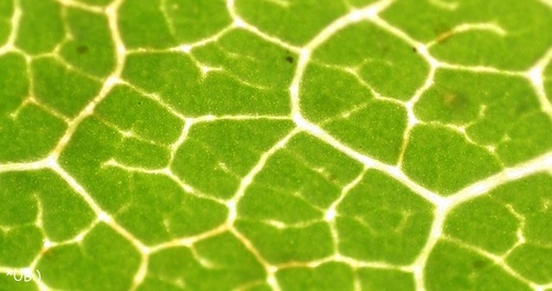 Chlorophyll: Weinblatt