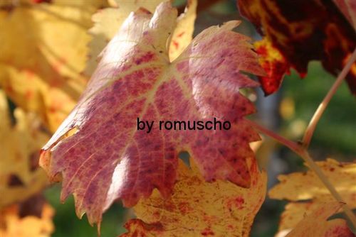 Weingarten im Herbst