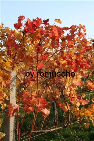 Weingarten im Herbst