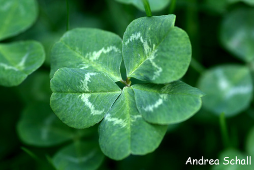 5 bl�ttriges Kleeblatt