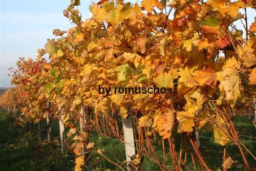 Weingarten im Herbst