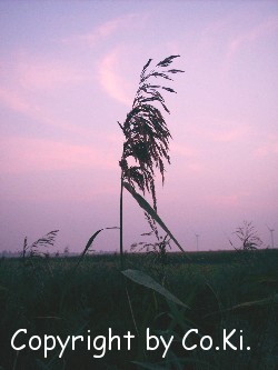 Der einsame Halm: Corinna