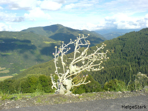 Jesusdistel im steirischen Katschtal: Jesusdistel