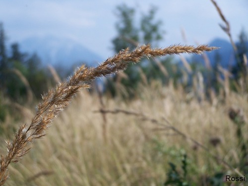 Grashalm mal etwas anders