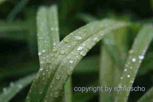 Regentropfen auf Gras
