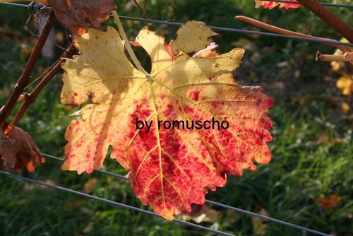 Weingarten im Herbst