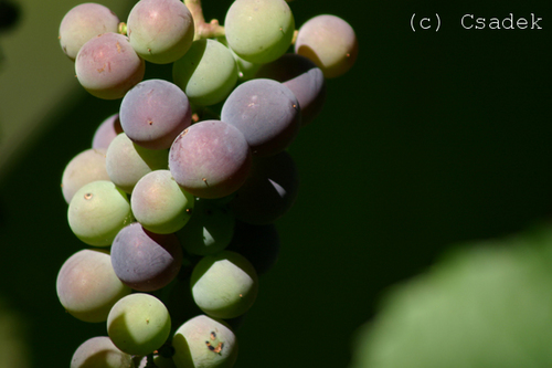 Weintrauben