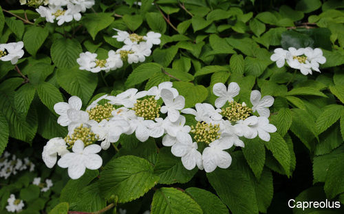 Der Fr�hling gr��t !