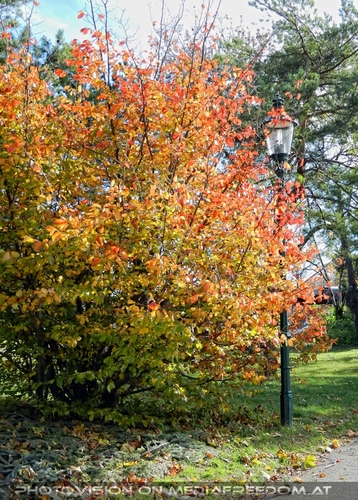 Herbstlich