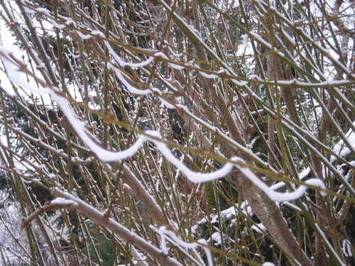 Weihnachtsdeko von Mutter-Natur