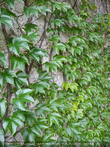 Kreuzritter und Kreuzz�ge - Bild 53