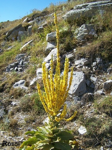 Unbekannte Flora in der Zagori