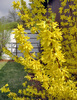 Forsythie