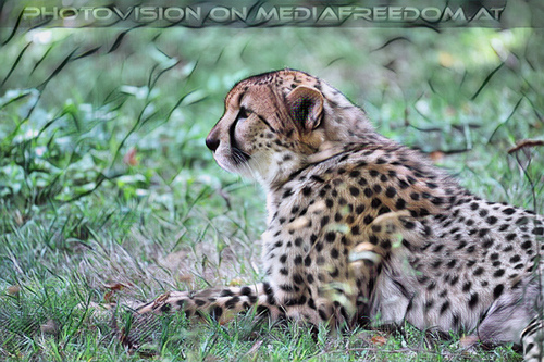 Gepard 3