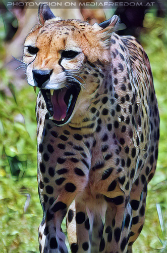 Gepard 2