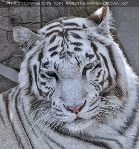 Im Reich der wei�en Tiger 26