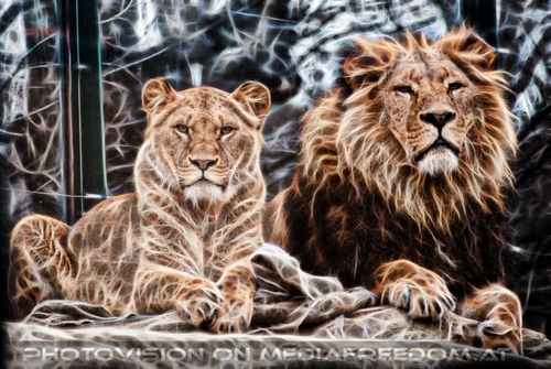 Afrikanische L�wen 5 Vision