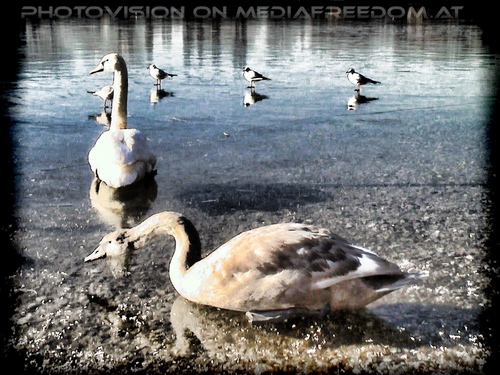 Schw�ne mit M�ven auf dem Eis