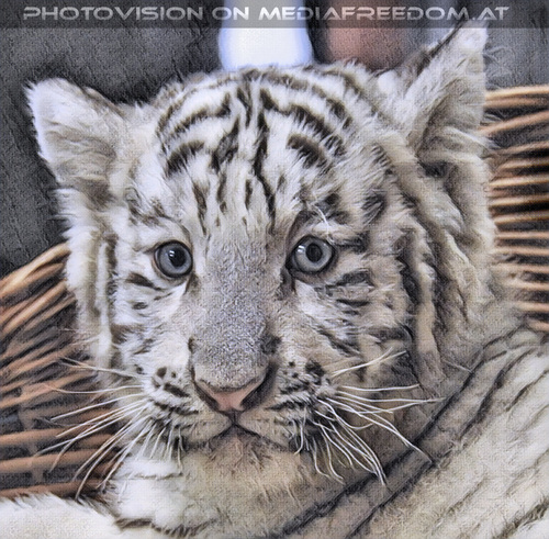 Wei�e Tigerbabys Nanu und Nena 09