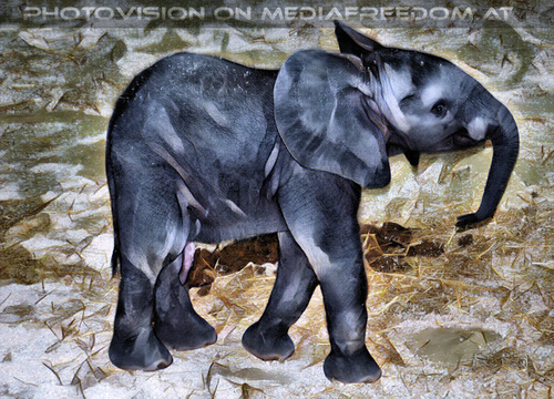 Elefanten Baby 3