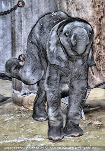 Elefanten Baby 4