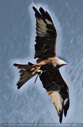 Falknereivorf�hrung 12