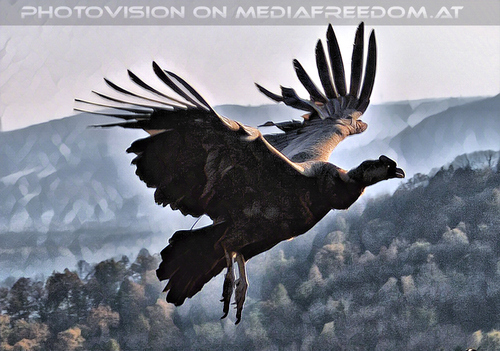 Falknereivorf�hrung 31