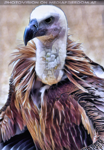 Historische Falknerei 34