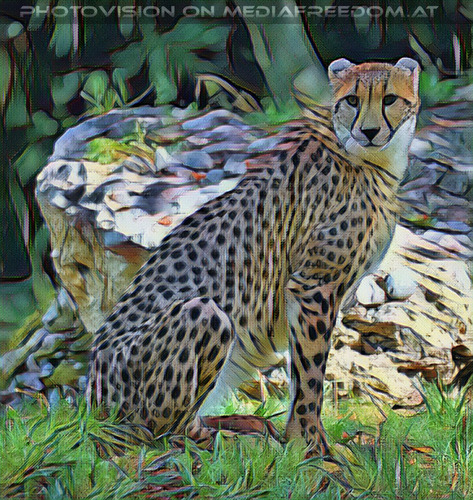 Gepard 1