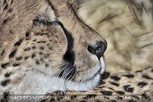 Gepard 2
