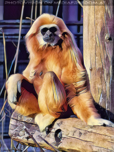 Gibbon 2