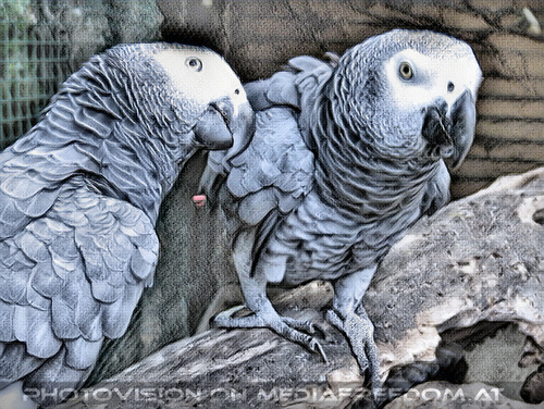 Graupapageien 4