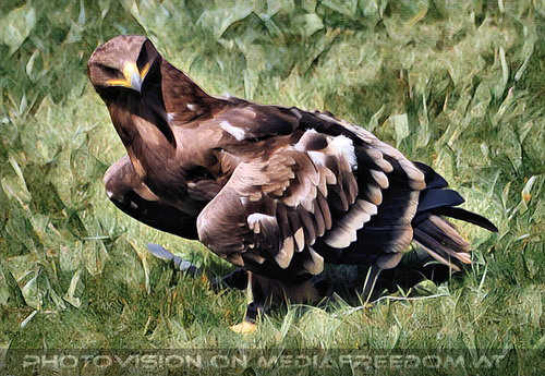 Greifvogel Flugschau 26