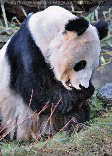 Gro�er Panda 2