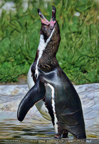 Humboldt Pinguin 6