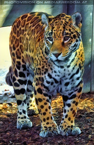 Jaguar