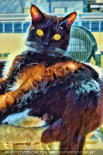 Lebenskater Ebony 02