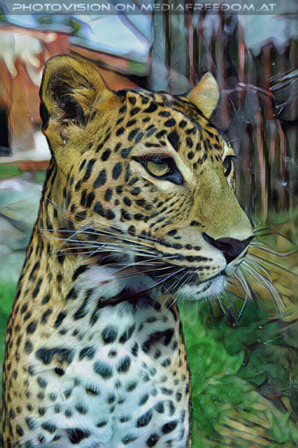 Leoparden 04