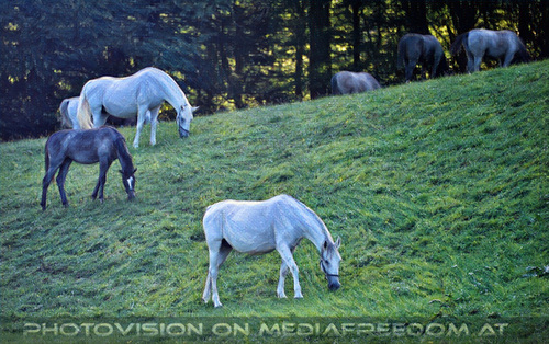 Lipizzaner Heimat 07