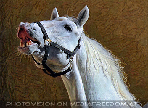 Lipizzaner Heimat 89