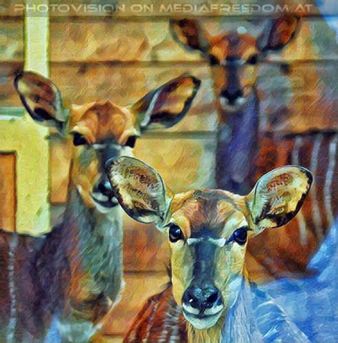 Nyalas 3