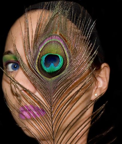 peacocks eye