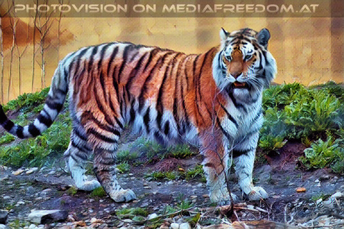 Sibirische Tiger 08