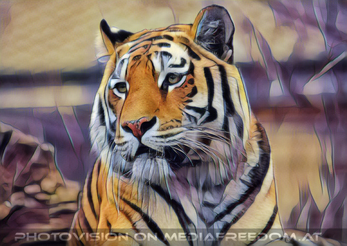 Sibirischer Tiger 01